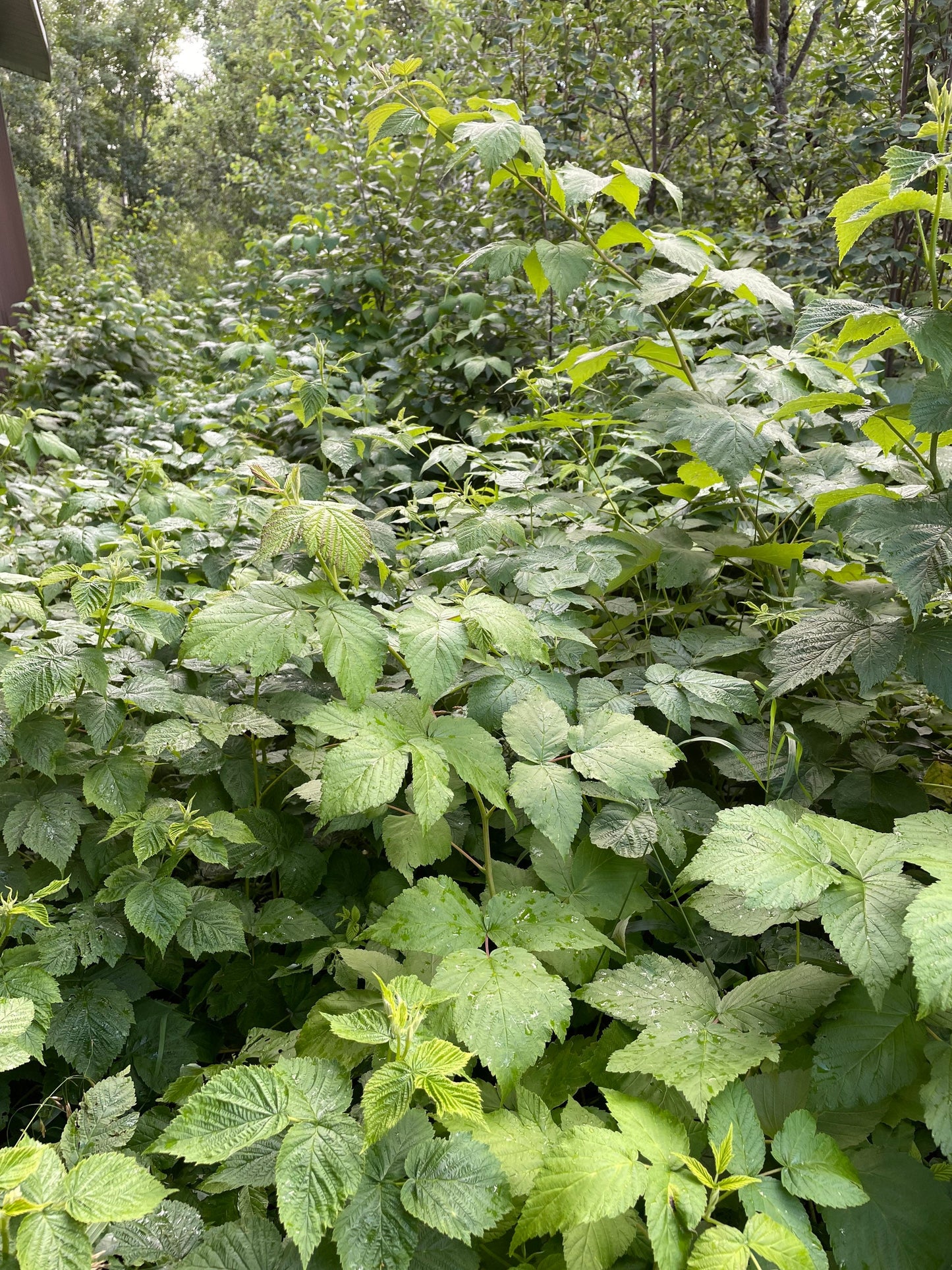 Boyne Raspberry (Rubus idaeus ‘Boyne’) – 50+ Seeds