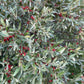 Mûre de bufflonne argentée (Shepherdia argentea)