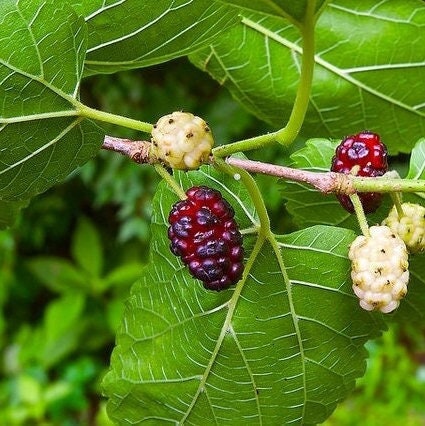 Mûrier blanc (Morus alba var. tatarica)