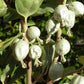 Wolf Willow (Elaeagnus commutata) - Zone 2