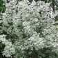 Wolf Willow (Elaeagnus commutata) - Zone 2