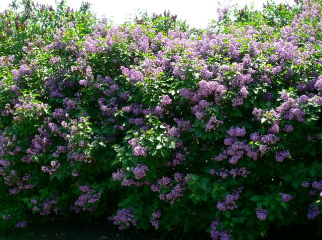 Lila Púrpura Común (Syringa vulgaris)