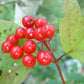 Highbush Cranberry (Viburnum trilobum)