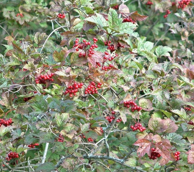 Arándano rojo (Viburnum trilobum)