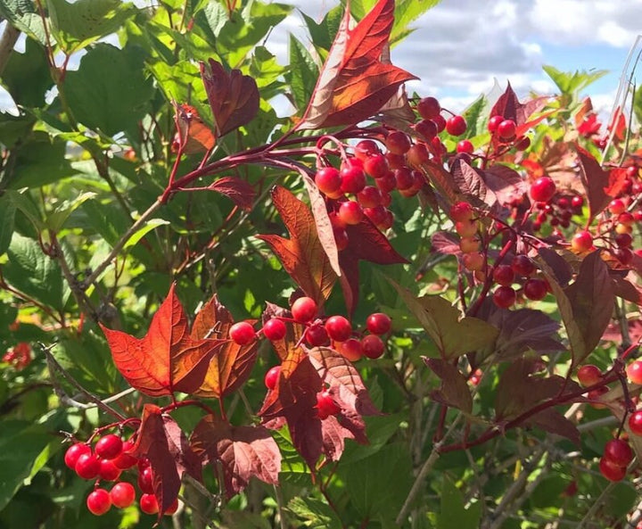 Highbush Cranberry (Viburnum trilobum)