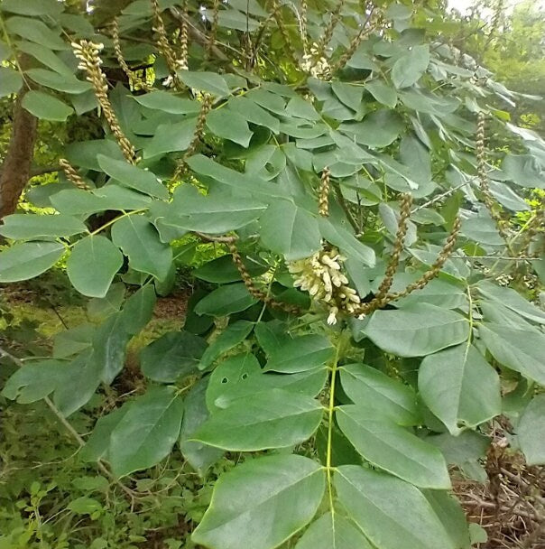 Semillas de Amur Maackia (Maackia amurensis) - Zona 4 - 15+ Semillas