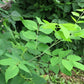 Graines d'Amur Maackia (Maackia amurensis) - Zone 4 - 15+ graines