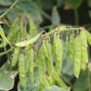 Graines d'Amur Maackia (Maackia amurensis) - Zone 4 - 15+ graines