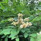 Graines d'Amur Maackia (Maackia amurensis) - Zone 4 - 15+ graines