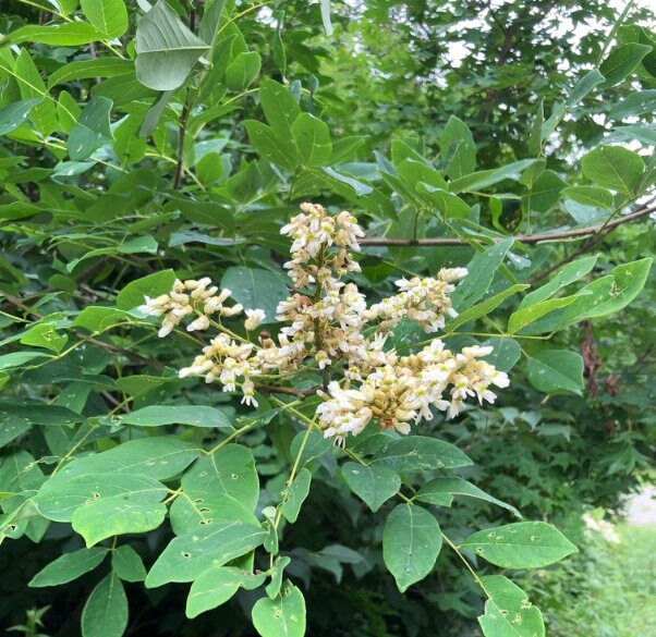Amur Maackia · 1