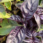 Red Rubin Basil Seeds (Ocimum basilicum 'Purpurascens') - 100+ Seeds