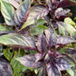 Red Rubin Basil Seeds (Ocimum basilicum 'Purpurascens') - 100+ Seeds