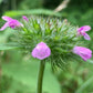 Wild Basil Seeds (Clinopodium vulgare) - Zone 4 - 100+ Seeds
