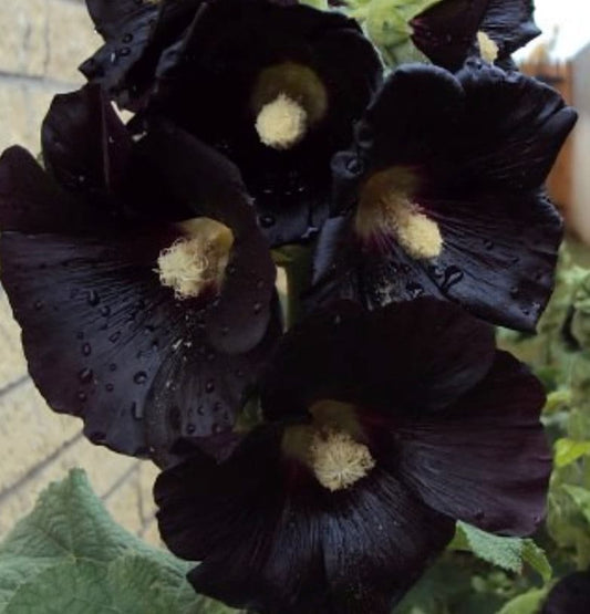 Black Hollyhock (Alcea rosea 'Nigra') - Biennial - Flower - 75+ Seeds