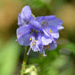 Jacob's Ladder Seeds (Polemonium caeruleum) - Zone 3 - 200+ Seeds