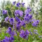 Jacob's Ladder Seeds (Polemonium caeruleum) - Zone 3 - 200+ Seeds