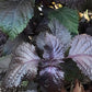 Purple Perilla, Shiso (Perilla frutescens var. crispa) - Annual Herb - 150+ Seeds