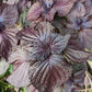 Purple Perilla, Shiso (Perilla frutescens var. crispa) - Annual Herb - 150+ Seeds
