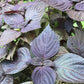 Purple Perilla, Shiso (Perilla frutescens var. crispa) - Annual Herb - 150+ Seeds
