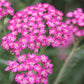 Semillas de milenrama roja (Achillea millefolium 'Red') - Flor perenne - Más de 1000 semillas