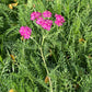 Semillas de milenrama roja (Achillea millefolium 'Red') - Flor perenne - Más de 1000 semillas