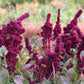 Semillas de amaranto cabeza de elefante (Amaranthus gangeticus) - Anual - Más de 50 semillas
