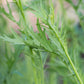 Mizuna, Japanese Mustard Seeds (Brassica Rapa var. Nipposinica) - 100+ Seeds