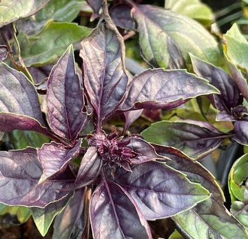 Semillas de albahaca roja (Ocimum basilicum 'Purpurascens'): más de 100 semillas