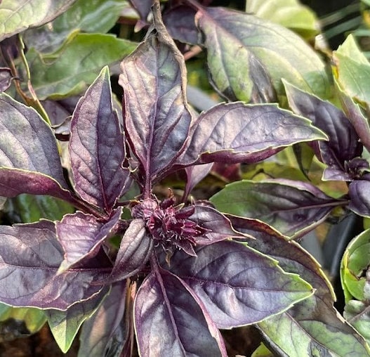 Red Rubin Basil Seeds (Ocimum basilicum 'Purpurascens') - 100+ Seeds