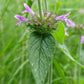 Wild Basil Seeds (Clinopodium vulgare) - Zone 4 - 100+ Seeds