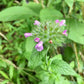Wild Basil Seeds (Clinopodium vulgare) - Zone 4 - 100+ Seeds