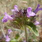 Wild Basil Seeds (Clinopodium vulgare) - Zone 4 - 100+ Seeds