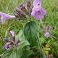 Wild Basil Seeds (Clinopodium vulgare) - Zone 4 - 100+ Seeds