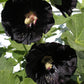 Black Hollyhock (Alcea rosea 'Nigra') - Biennial - Flower - 20+ Seeds
