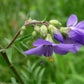 Jacob's Ladder Seeds (Polemonium caeruleum) - Zone 3 - 200+ Seeds