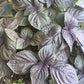 Purple Perilla, Shiso (Perilla frutescens var. crispa) - Annual Herb - 150+ Seeds