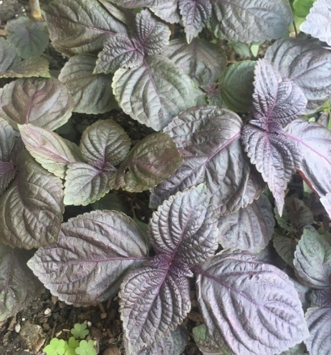 Purple Perilla, Shiso (Perilla frutescens var. crispa) - Annual Herb - 150+ Seeds
