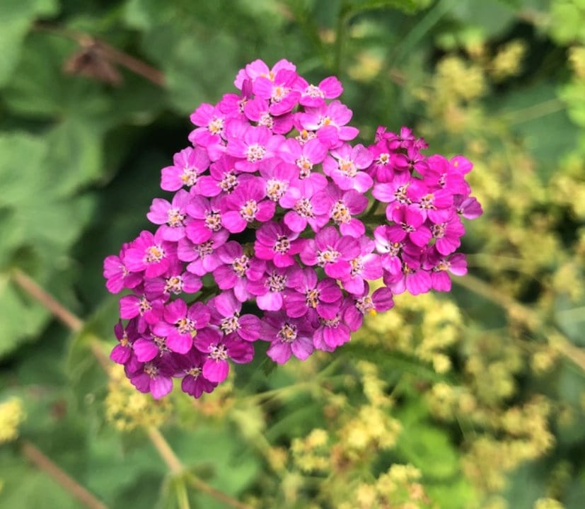 Red Yarrow Seeds (Achillea millefolium 'Red') - Perennial Flower - 100 ...