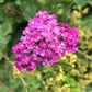 Semillas de milenrama roja (Achillea millefolium 'Red') - Flor perenne - Más de 1000 semillas