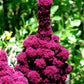 Semillas de amaranto cabeza de elefante (Amaranthus gangeticus) - Anual - Más de 50 semillas