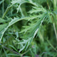 Mizuna, Japanese Mustard Seeds (Brassica Rapa var. Nipposinica) - 100+ Seeds
