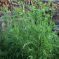 Mizuna, Japanese Mustard Seeds (Brassica Rapa var. Nipposinica) - 100+ Seeds