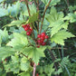 Alpine Currant (Ribes alpinum, Mountain Currant) - Perennial - Berry Bush - Zone 3 - 50+ Seeds
