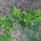 Alpine Currant (Ribes alpinum, Mountain Currant) - Perennial - Berry Bush - Zone 3 - 50+ Seeds