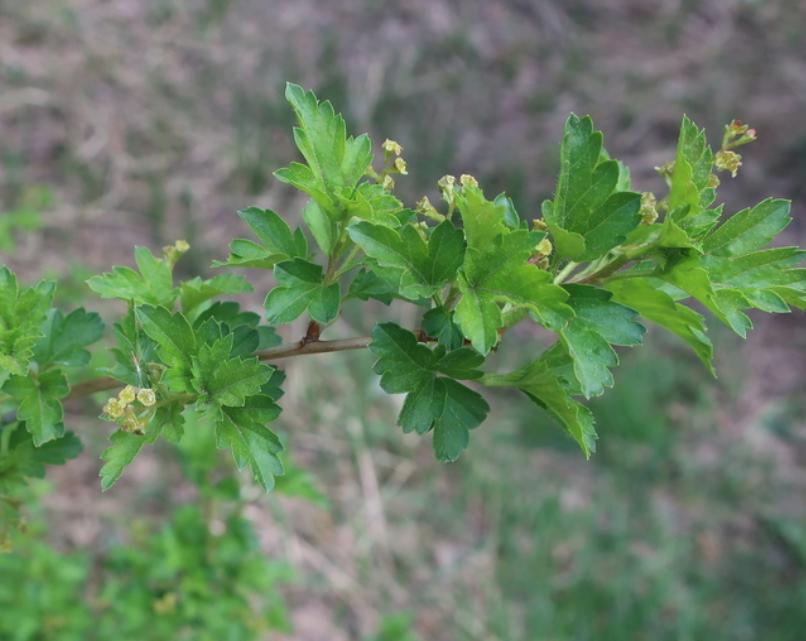 Native Alpine Currant Alpine Currant (Ribes alpinum, Mountain Currant) - Perennial - Berry B ...