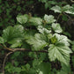 Alpine Currant (Ribes alpinum, Mountain Currant) - Perennial - Berry Bush - Zone 3 - 50+ Seeds