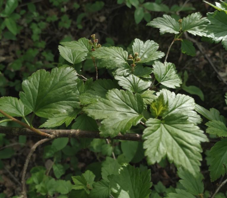 Native Alpine Currant Alpine Currant (Ribes alpinum, Mountain Currant) - Perennial - Berry B ...