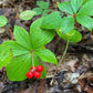Cornouiller du Canada (Cornus canadensis) - Vivace - Baie couvre-sol - Zone 2-3 - 25+ graines