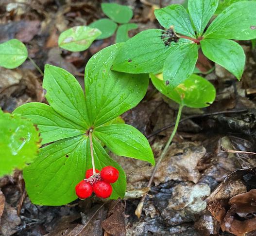 Bunchberry (Cornus canadensis) - Perennial - Ground Cover Berry - Zone 2-3 - 25+ Seeds