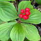 Cornouiller du Canada (Cornus canadensis) - Vivace - Baie couvre-sol - Zone 2-3 - 25+ graines
